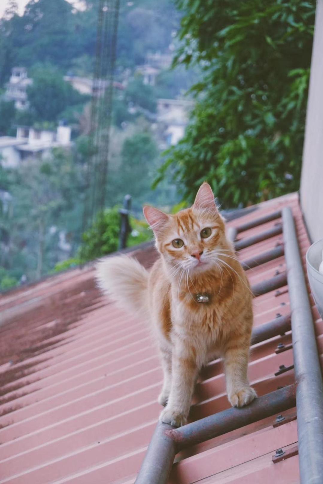 中国蒲公英民宿dandelion Guest House Villa With Mount View Kandy Exteriér fotografie